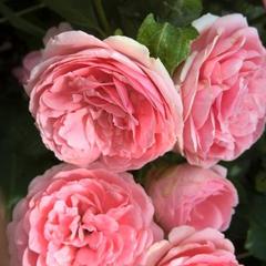 Турбаза Парк-Отель Время Счастья, Ая, Алтайский край