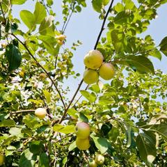 Эко-отель Ручьи у Дачи, Белокуриха, Республика Алтай