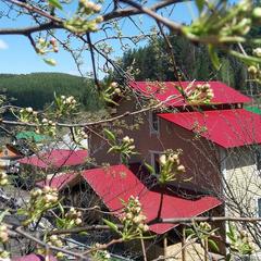 Гостевой дом Усадьба Жар-Птица, Белокуриха, Республика Алтай