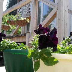 Гостевой дом Усадьба Жар-Птица, Белокуриха, Республика Алтай