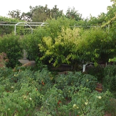 Гостевой дом Лилия, Береговое, Крым