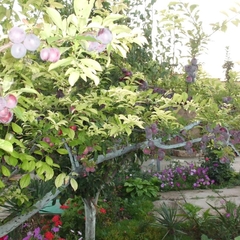 Гостевой дом Лилия, Береговое, Крым