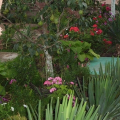 Гостевой дом Лилия, Береговое, Крым