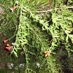 Гостевой дом Лилия, Береговое, Крым