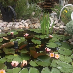 Гостевой дом У Ольги, Береговое, Крым