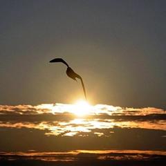 Гостевой дом Мария, Благовещенская, Краснодарский край