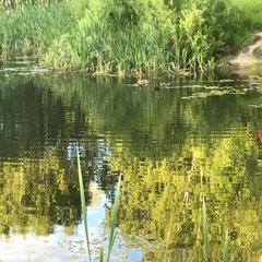 Отель Комплекс Самей, Богородск, Нижегородская область