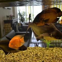 Отель Олимп, Бор, Нижегородская область