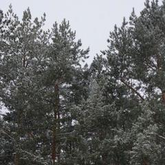 Турбаза Черкасский затон, Борисоглебск, Воронежская область