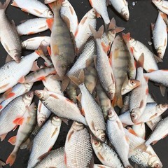 Рыболовно-охотничья база Набережная, Брейтовский район, Ярославская область