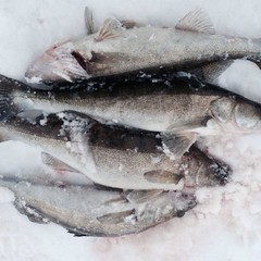 Рыболовно-охотничья база Набережная, Брейтовский район, Ярославская область