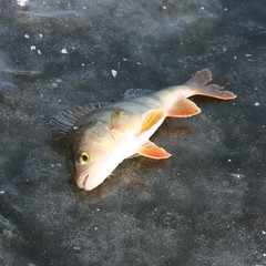 Туристическая база Дом на реке, Бузан, Астраханская область