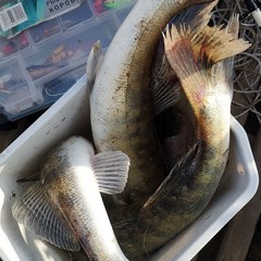 Туристическая база Дом на реке, Бузан, Астраханская область