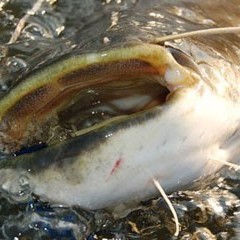 Рыболовная база Рыбацкий поселок Бундин, Бундин, Астраханская область