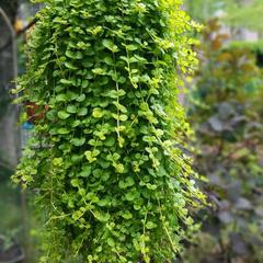 База отдыха Нефтяник, Бухта Инал, Краснодарский край