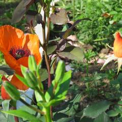 Гостевой дом Кот и Кошка, Валдай, Новгородская область