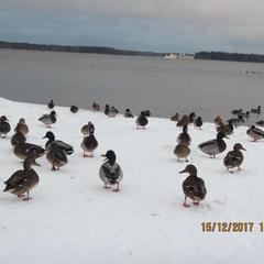 База отдыха Валдайская, Валдайский район, Новгородская область