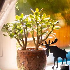 Дом отдыха Лосиный Тупичок, Валдай, Новгородская область