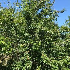 Гостевой дом Дрим, Вардане, Краснодарский край