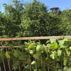 Гостевой дом Дрим, Вардане, Краснодарский край