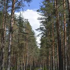 База отдыха Динамо, Васкелово, Ленинградская область