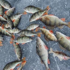 База отдыха Динамо, Васкелово, Ленинградская область