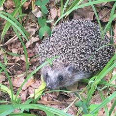 Гостиничный комплекс Приокские зори, Велегож, Тульская область