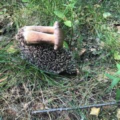 Гостиничный комплекс Приокские зори, Велегож, Тульская область