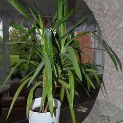 Отель Роза ветров, Великий Новгород, Новгородская область