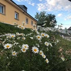 Отель Вернисаж, Великий Новгород, Новгородская область