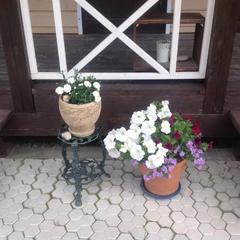 Апартаменты «Берлога-Сити», Великий Новгород, Новгородская область