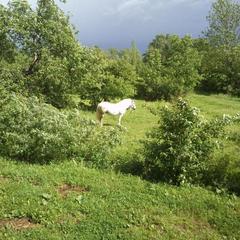 Апартаменты «Берлога-Сити», Великий Новгород, Новгородская область