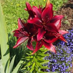 Гостевой дом Три Клена, Великий Новгород, Новгородская область