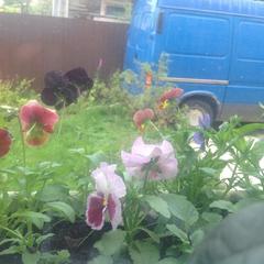 Отель Апартаменты с проживанием в семье Прусская, Великий Новгород, Новгородская область