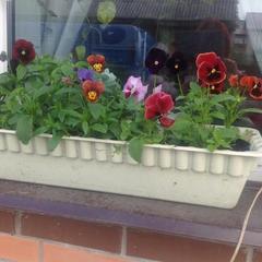 Отель Апартаменты с проживанием в семье Прусская, Великий Новгород, Новгородская область