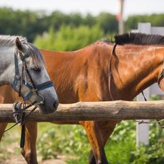 Парк-отель Дубровский, Среднеахтубинский район, Волгоградская область