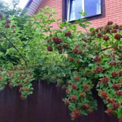 Отель Апартаменты с проживанием в семье Прусская, Великий Новгород, Новгородская область