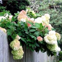 Отель Апартаменты с проживанием в семье Прусская, Великий Новгород, Новгородская область