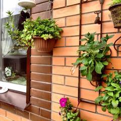 Отель Апартаменты с проживанием в семье Прусская, Великий Новгород, Новгородская область