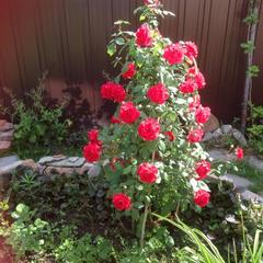 Отель Апартаменты с проживанием в семье Прусская, Великий Новгород, Новгородская область