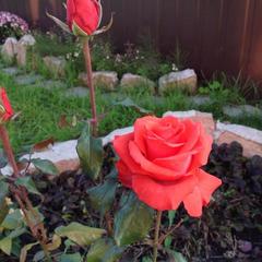 Отель Апартаменты с проживанием в семье Прусская, Великий Новгород, Новгородская область