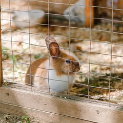 Парк-отель Дубровский, Среднеахтубинский район, Волгоградская область