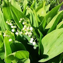 Гостиница Усадьба Добрыни Никитича, Великий Устюг, Вологодская область