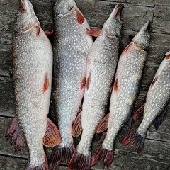 Рыболовная база Московская, Верхнекалиновский, Астраханская область