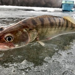 Рыболовная база Московская, Верхнекалиновский, Астраханская область