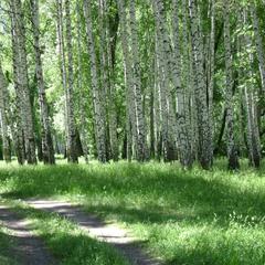Отель Березовая Роща, Верхнее Дуброво, Свердловская область
