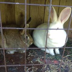 База отдыха Кабанчики, Веськово, Ярославская область