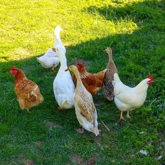 База отдыха Кабанчики, Веськово, Ярославская область