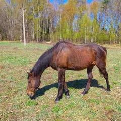 База отдыха Кабанчики, Веськово, Ярославская область