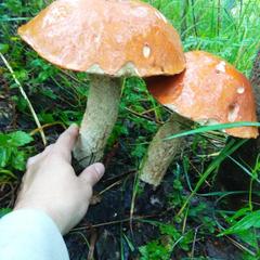 База отдыха Кабанчики, Веськово, Ярославская область